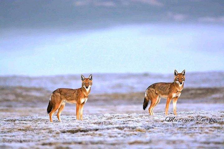 2 night 3 Days Bale Mountains Scenic Driving Tour