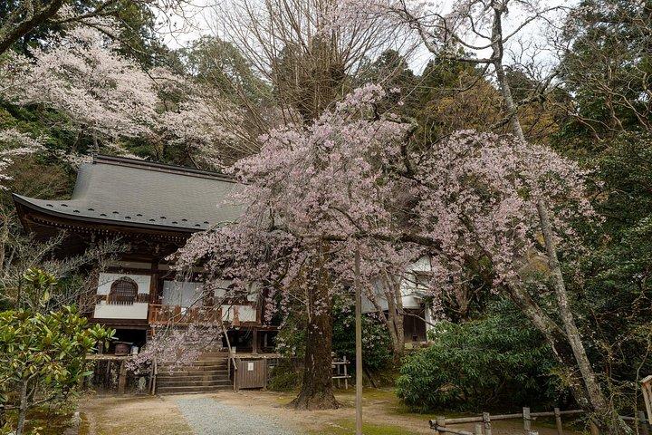 京都長谷寺・室生寺からゆったり奈良観光