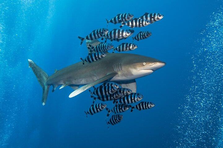 Dyk Elphinstone Reef i Marsa Alam