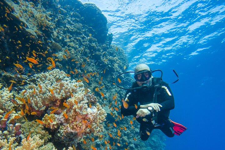 Tauchen Elphinstone Reef in Marsa Alam