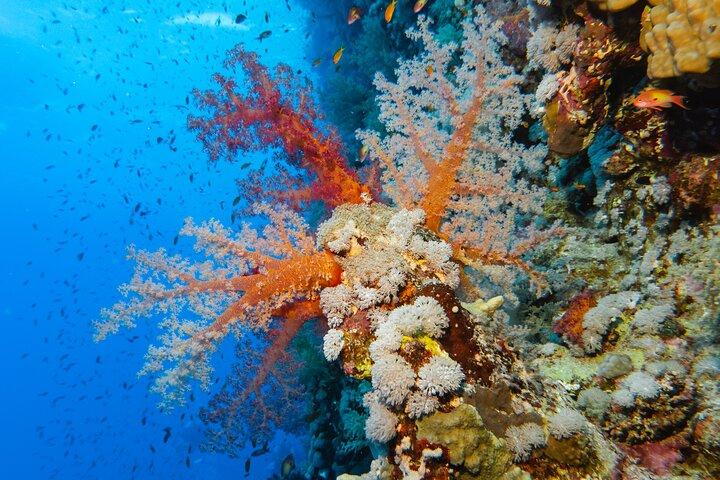 Tauchen Elphinstone Reef in Marsa Alam