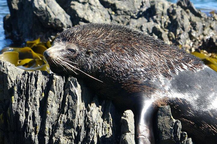 シールコーストサファリ-ウェリントンの秘密の海岸への特別アクセス