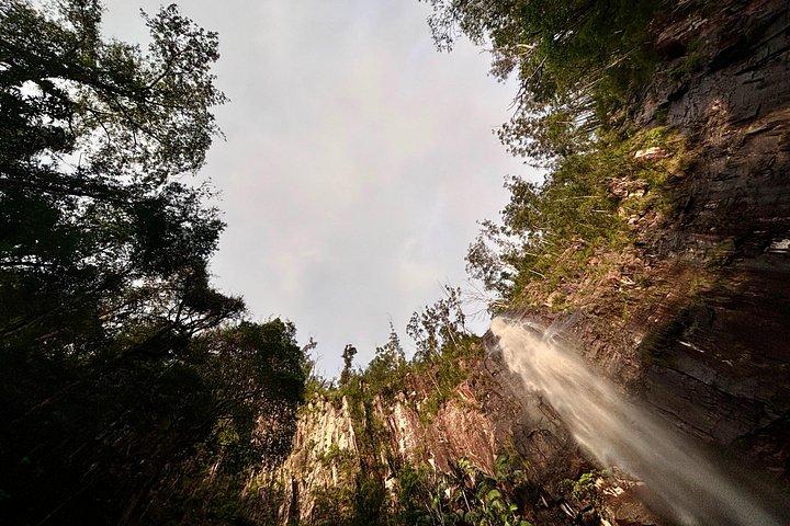 Glow Worms, Waterfalls & Rainforest Experience