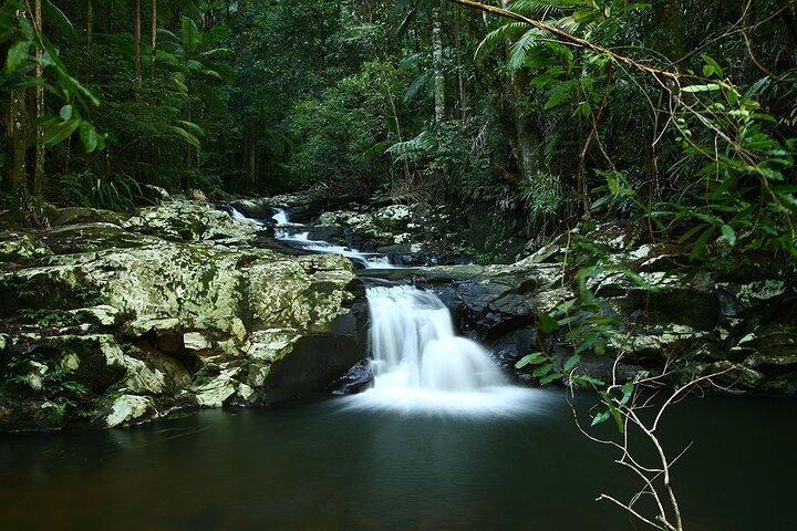 Glow Worms, Waterfalls & Rainforest Experience