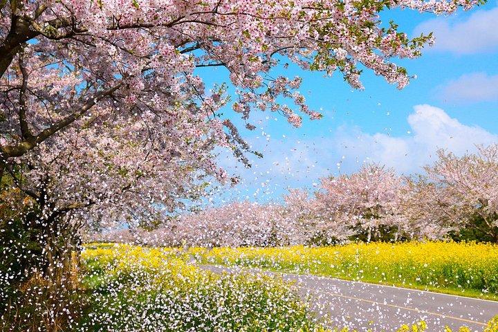 （ホテル送迎スモールバイプ）桜東ツアー済州ユネスコ