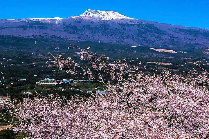（ホテル送迎スモールバイプ）桜東ツアー済州ユネスコ