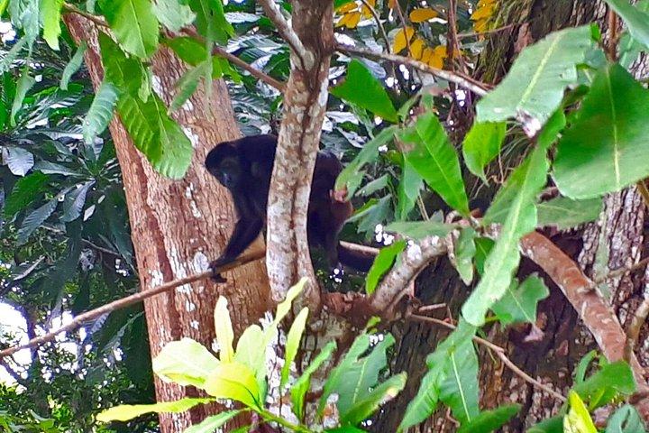 美しいパナマ運河湖の自然観光