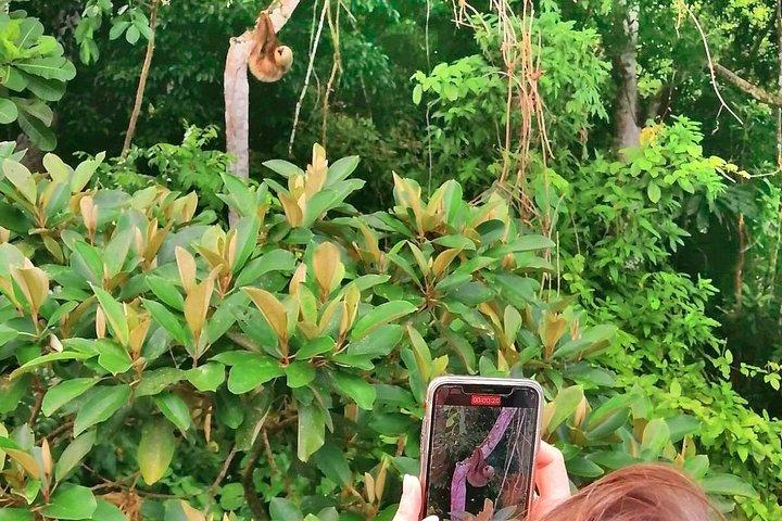 美しいパナマ運河湖の自然観光