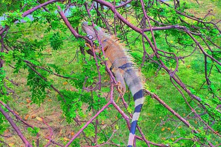 美しいパナマ運河湖の自然観光