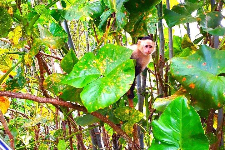 美しいパナマ運河湖の自然観光