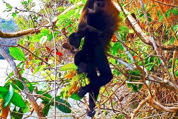 美しいパナマ運河湖の自然観光