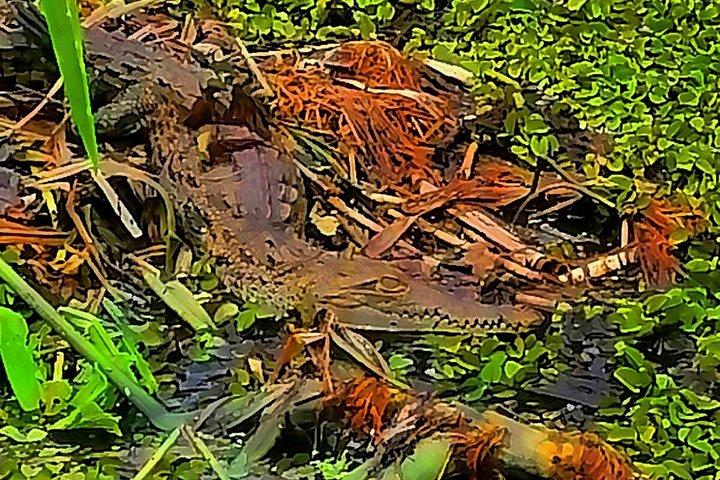 美しいパナマ運河湖の自然観光