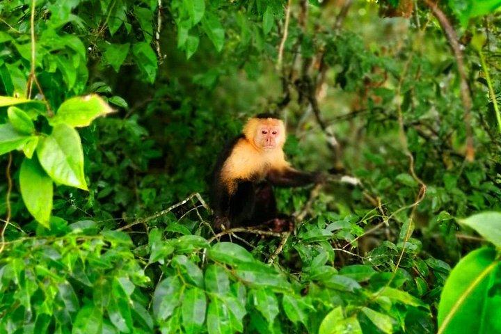 美しいパナマ運河湖の自然観光