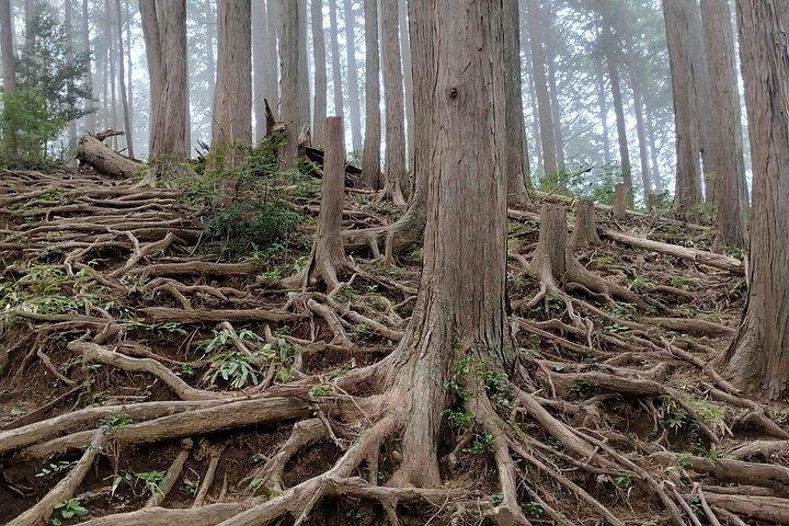 Private Hiking Activity near Tokyo