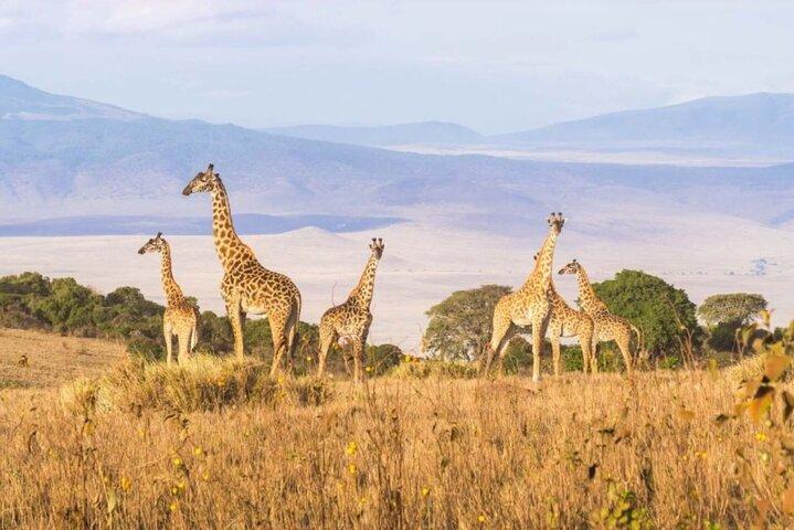 12 dage Kenya og Tanzania Budget Gruppe Safari