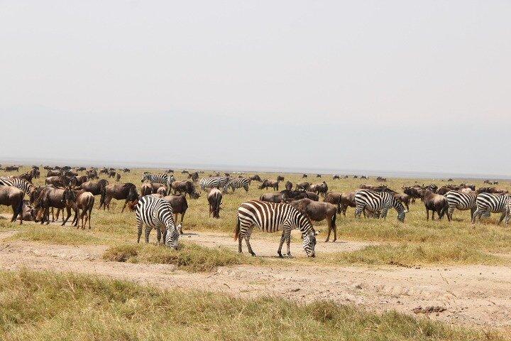 セレンゲティ、ンゴロンゴロ、タランギルを巡る6日間のアドベンチャー