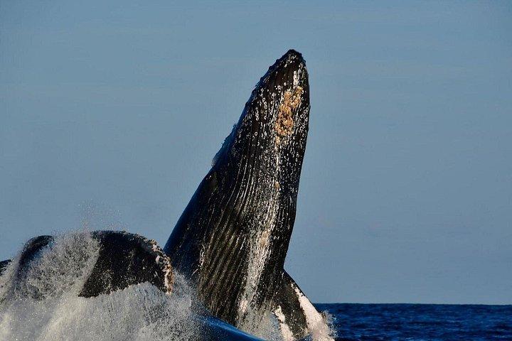 Whale Watching on a Glass Bottom Boat