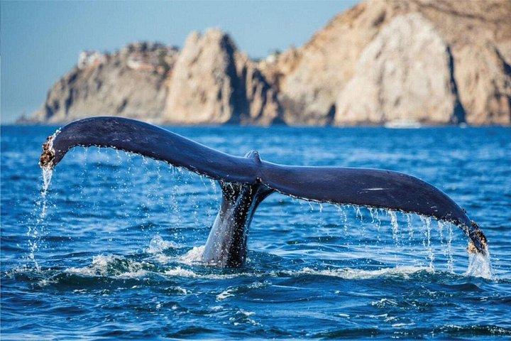 Whale Watching on a Glass Bottom Boat