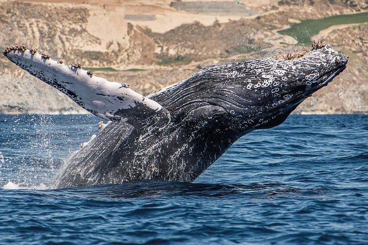 Whale Watching on a Glass Bottom Boat
