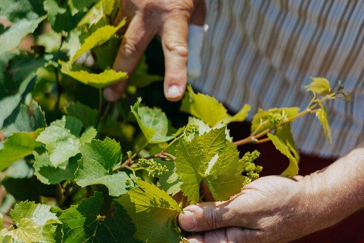 Excursion privée d'une journée dans le Beaujolais avec dégustations au départ de Lyon