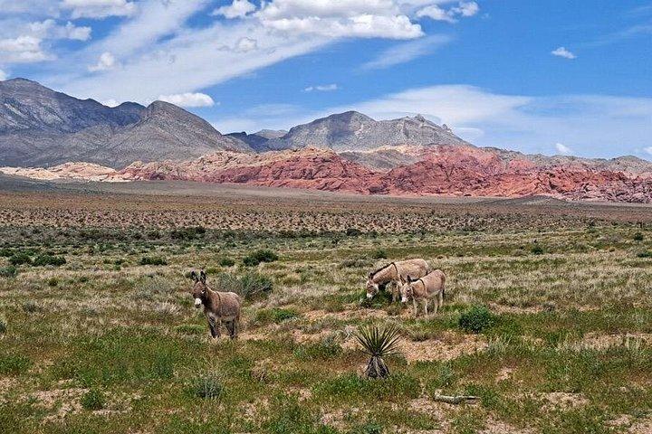 The Ultimate Red Rock Canyon Scenic Experience
