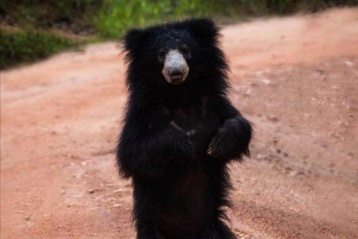ヤーラ国立公園午前または午後ヒョウサファリ