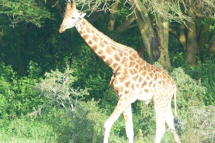 Lake Naivasha Day Trip From Nairobi