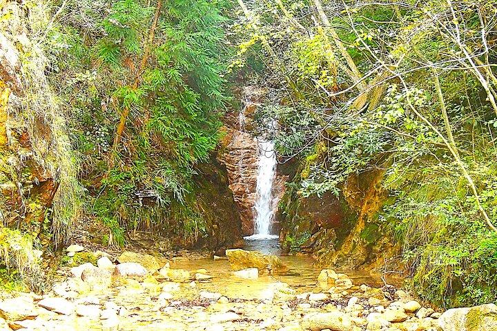 Caminata histórica privada por carretera en el bosque curativo de Arima