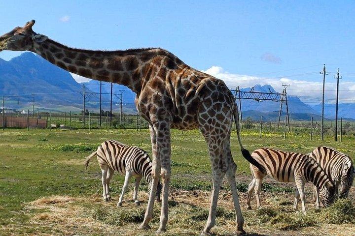 Encontro Girafa e Cheetah Outreach com degustação de vinho