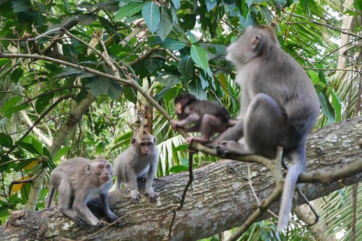 Visite privée d'une journée à Ubud
