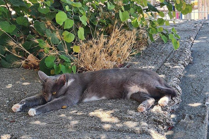 アクロポリスとティシオの猫たちプライベートツアー
