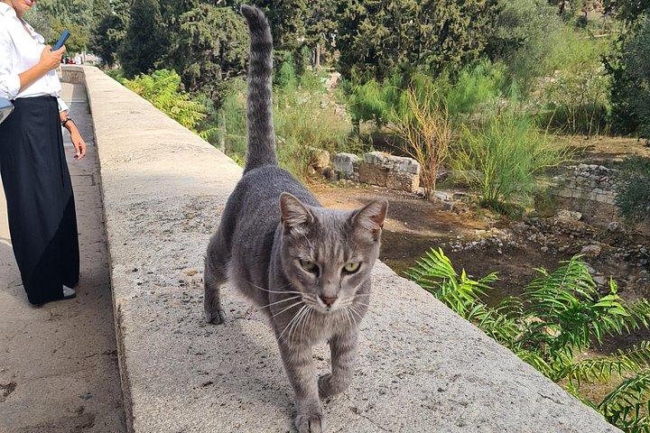 アクロポリスとティシオの猫たちプライベートツアー