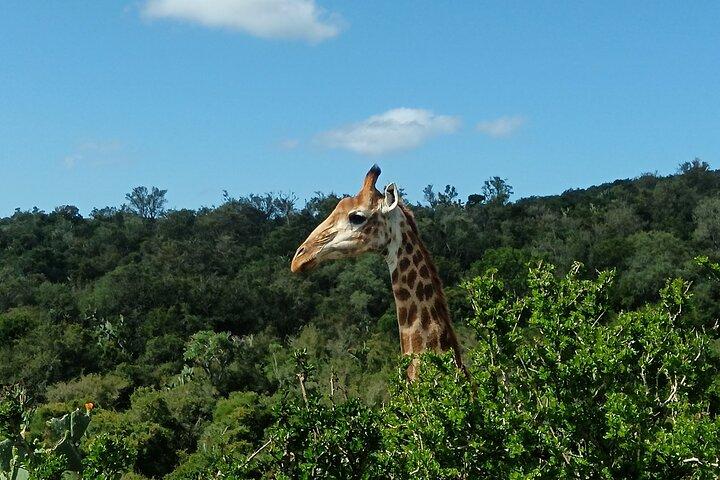 アドゾウ国立公園とキリンウォーク追跡サファリ