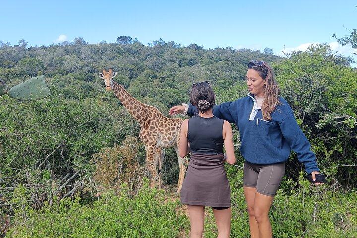 Parco nazionale degli elefanti di Addo e safari a piedi delle giraffe