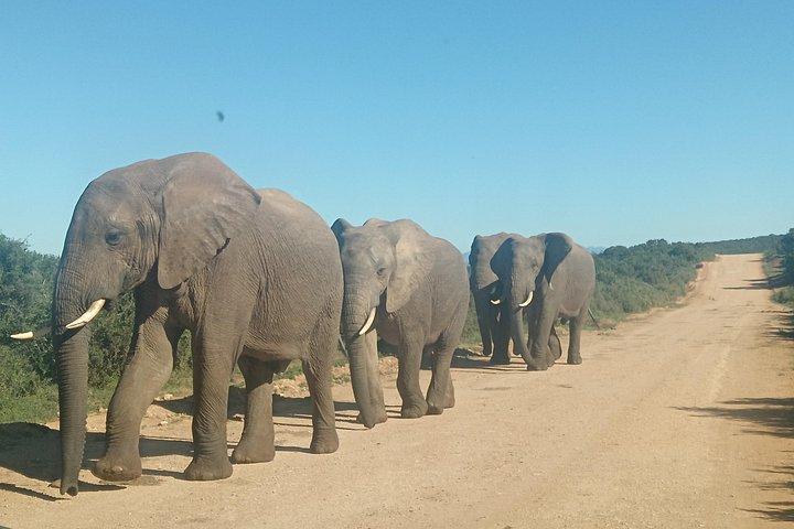 アドゾウ国立公園とキリンウォーク追跡サファリ