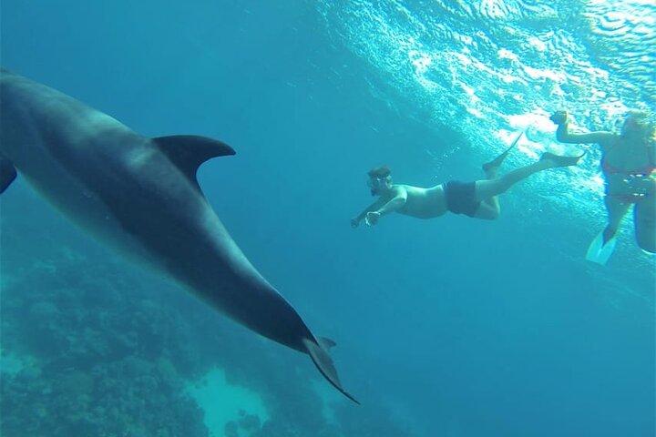 イルカと泳ぐイルカハウスランチ付き-フルガダ