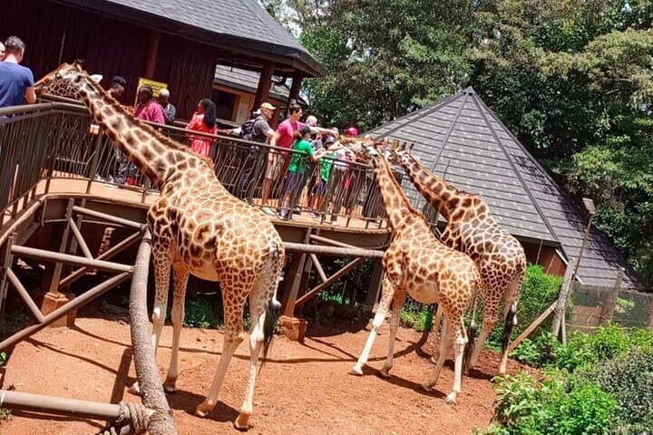 Giraffe Centre, Karen Blixen and Lunch Carnivore