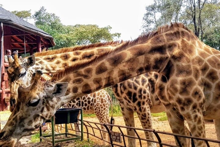Giraffe Centre, Karen Blixen and Lunch Carnivore