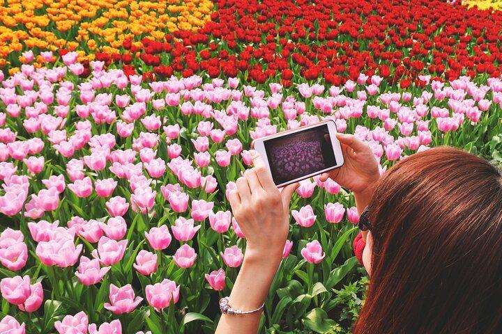 Keukenhof (tulipes), Zaanse Schans et Volendam Tour en petit groupe