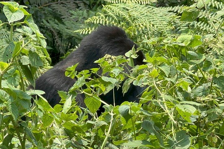 Hoteller i nærheden af Bwindi Impenetrable National Park