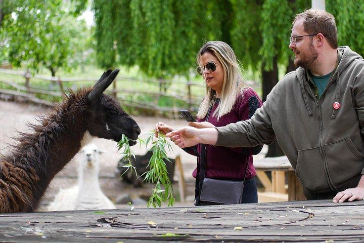 アンデス山脈のインカ ラグーン - テイスティング付きの地元のブドウ園を訪問