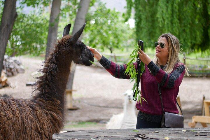 アンデス山脈のインカ ラグーン - テイスティング付きの地元のブドウ園を訪問