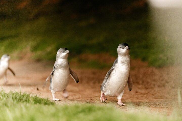 メルボルン発フィリップ島のペンギンとコアラのハイライト日帰り旅行