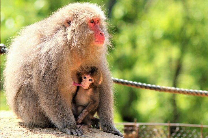 8 timer Arashiyama Monkey Park Ryoanji og Kinkaku ji Tour