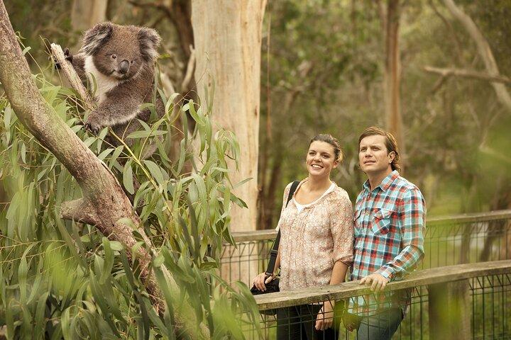 Phillip Island Day Trip from Melbourne with Penguin Plus Viewing Platform