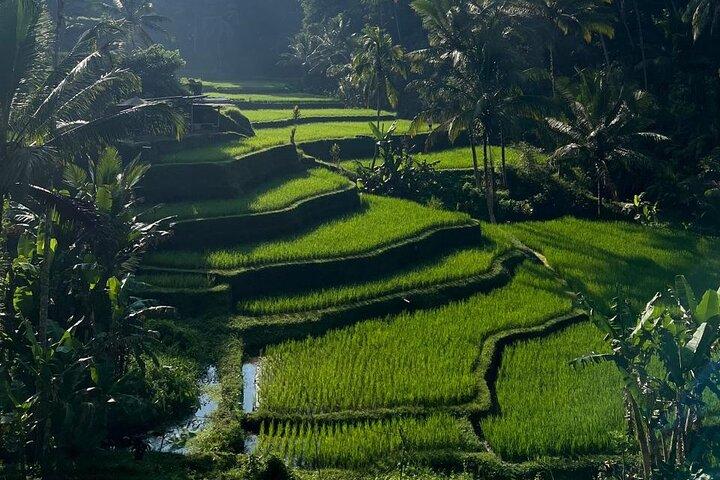 All Inclusive: Monkey Forest, Reisterrasse, Holly Spring Temple