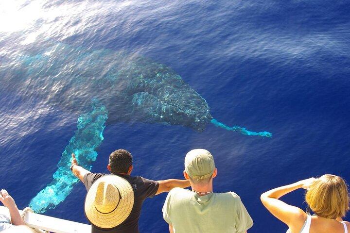 2 - Oahu Whale Watch from Ala Wai Harbor, Parco della struttura