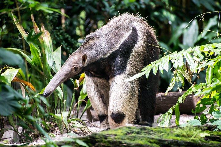 4 dagar All Inclusive djungeltur från Iquitos på Maniti Eco Lodge