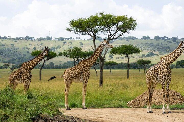 Private Lake Nakuru National Park Full Day Tour from Nairobi