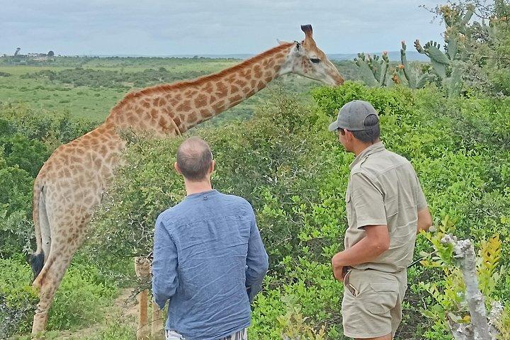 アドゾウ国立公園とキリンウォーク追跡サファリ